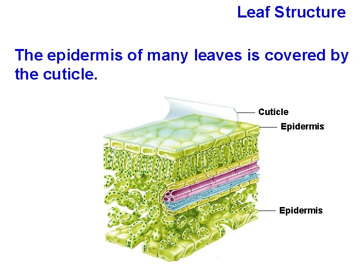 Leaf Structure The epidermis of many leaves is covered by the cuticle. Cuticle Epidermis