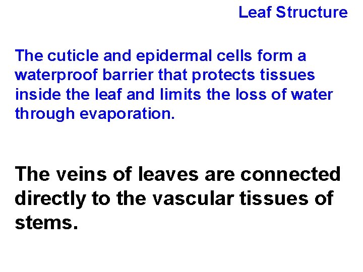 Leaf Structure The cuticle and epidermal cells form a waterproof barrier that protects tissues