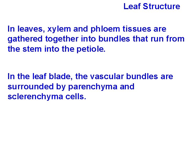 Leaf Structure In leaves, xylem and phloem tissues are gathered together into bundles that