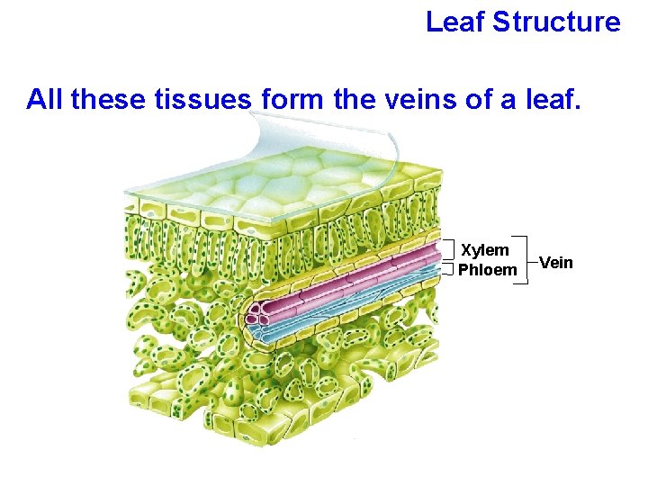 Leaf Structure All these tissues form the veins of a leaf. Xylem Phloem Vein