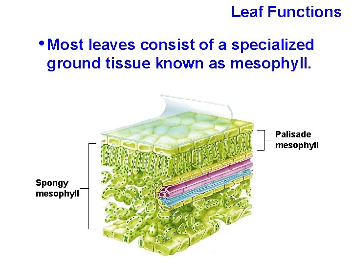 Leaf Functions • Most leaves consist of a specialized ground tissue known as mesophyll.