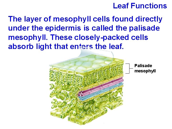 Leaf Functions The layer of mesophyll cells found directly under the epidermis is called