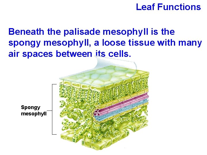 Leaf Functions Beneath the palisade mesophyll is the spongy mesophyll, a loose tissue with