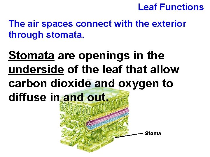 Leaf Functions The air spaces connect with the exterior through stomata. Stomata are openings