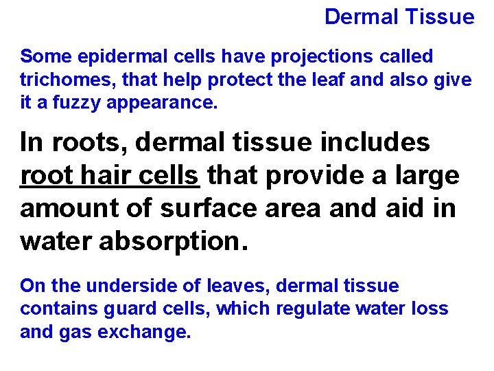 Dermal Tissue Some epidermal cells have projections called trichomes, that help protect the leaf