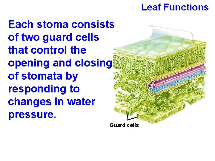 Leaf Functions Each stoma consists of two guard cells that control the opening and
