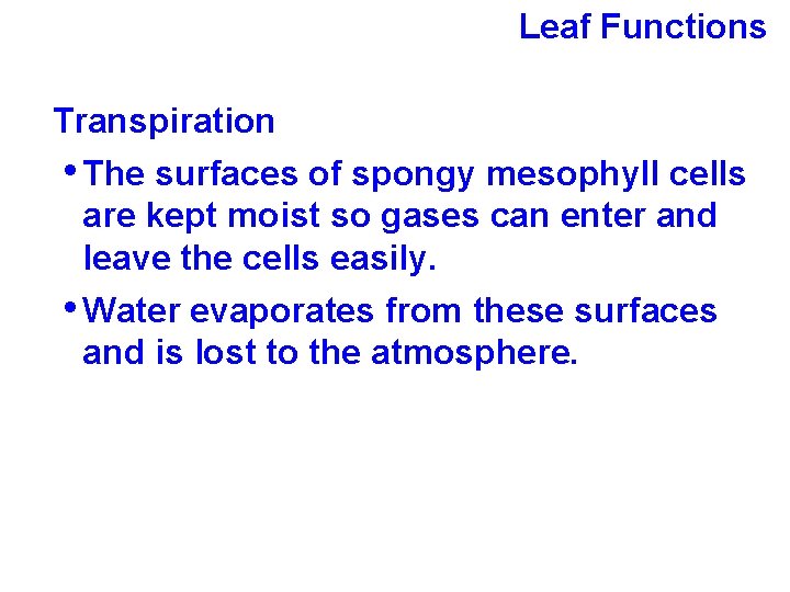 Leaf Functions Transpiration • The surfaces of spongy mesophyll cells are kept moist so