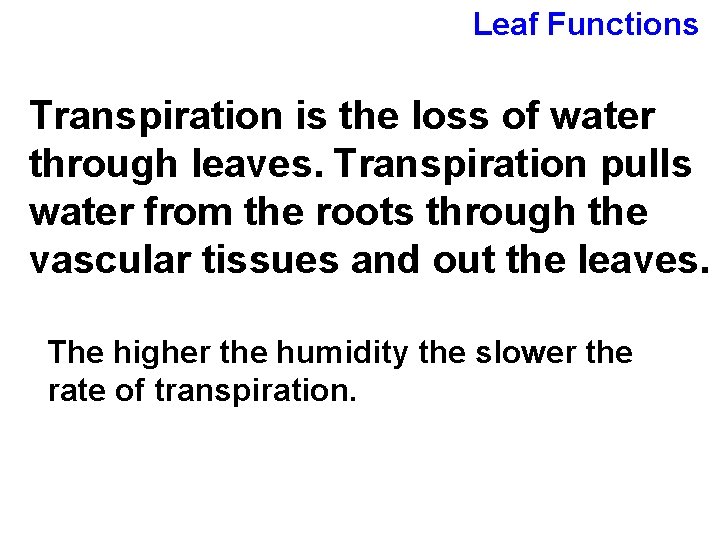 Leaf Functions Transpiration is the loss of water through leaves. Transpiration pulls water from
