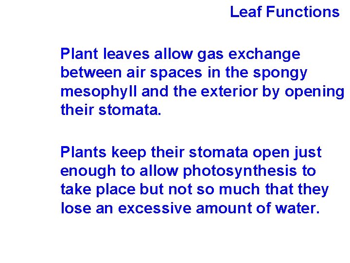 Leaf Functions Plant leaves allow gas exchange between air spaces in the spongy mesophyll