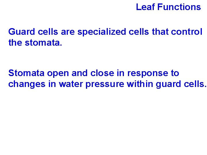 Leaf Functions Guard cells are specialized cells that control the stomata. Stomata open and