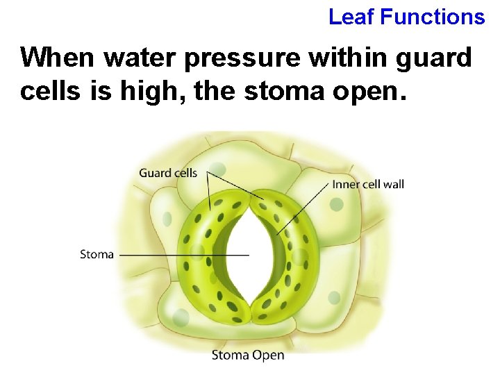 Leaf Functions When water pressure within guard cells is high, the stoma open. 