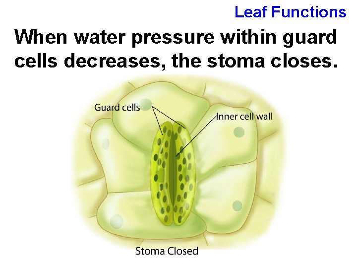 Leaf Functions When water pressure within guard cells decreases, the stoma closes. 