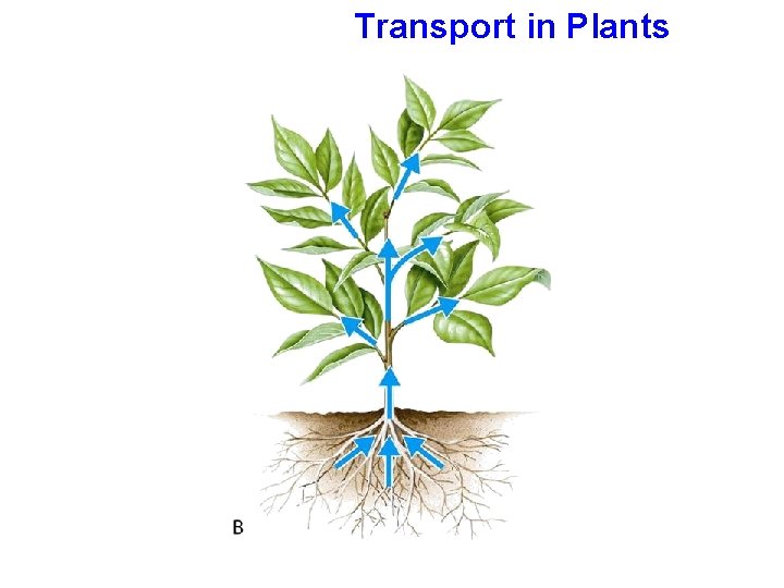 Transport in Plants 