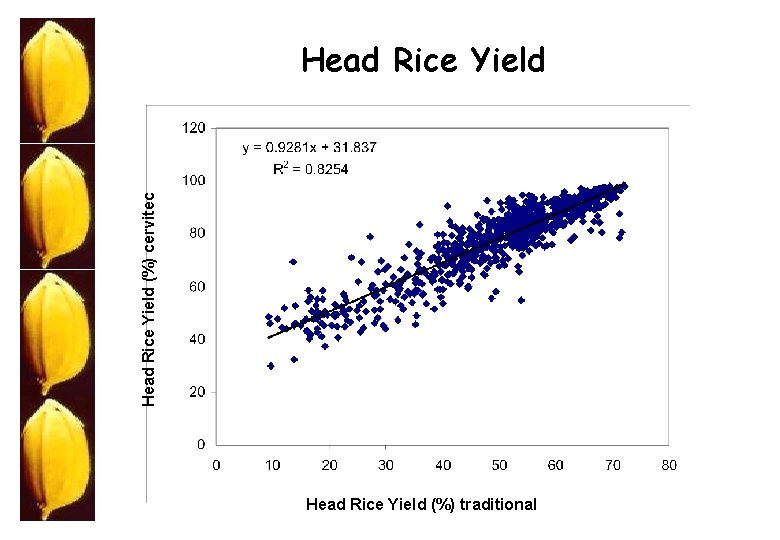 Head Rice Yield (%) cervitec Head Rice Yield (%) traditional 