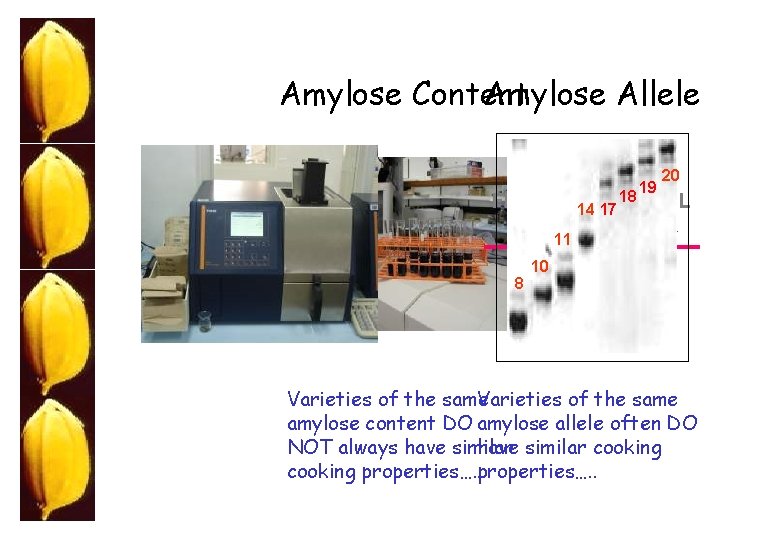 Amylose Content Amylose Allele FRR 19 20 18 FRL GBSS 14 17 11 8