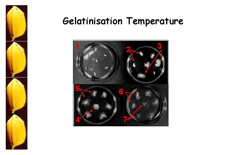 Gelatinisation Temperature 1 5 4 2 6 7 3 