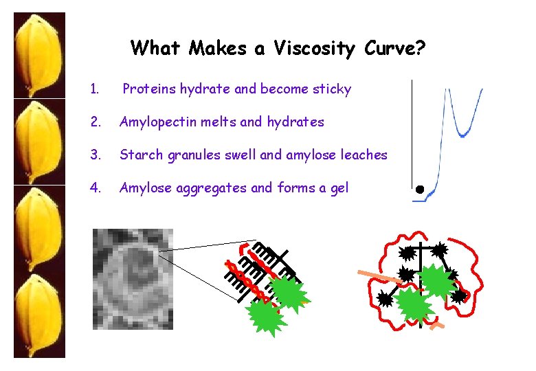 What Makes a Viscosity Curve? 1. Proteins hydrate and become sticky 2. Amylopectin melts