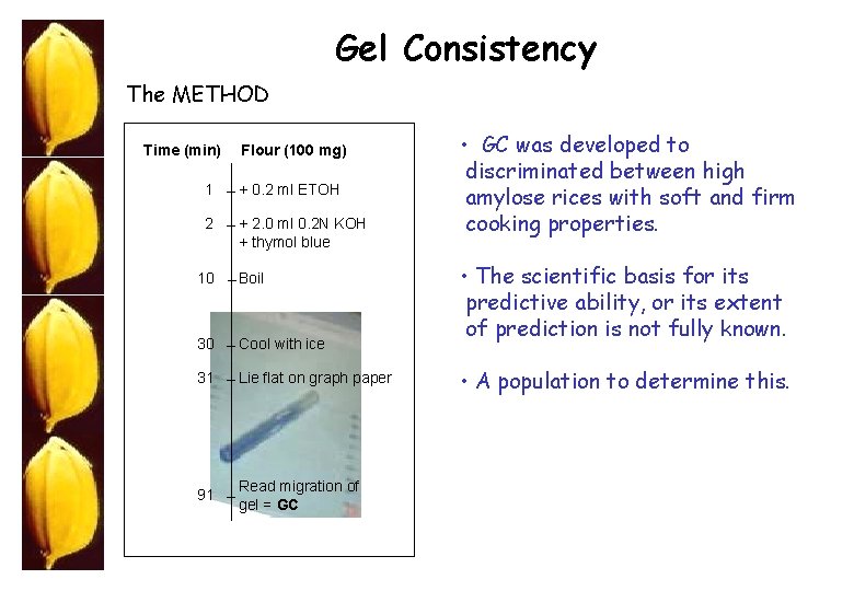 Gel Consistency The METHOD Time (min) Flour (100 mg) 1 + 0. 2 ml