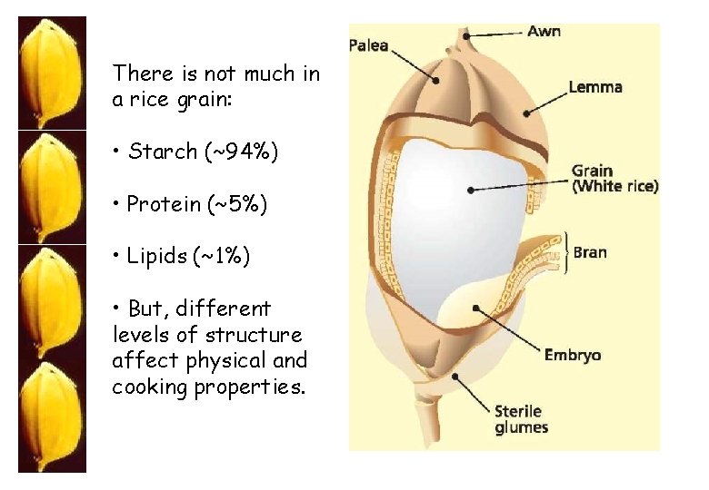 There is not much in a rice grain: • Starch (~94%) • Protein (~5%)