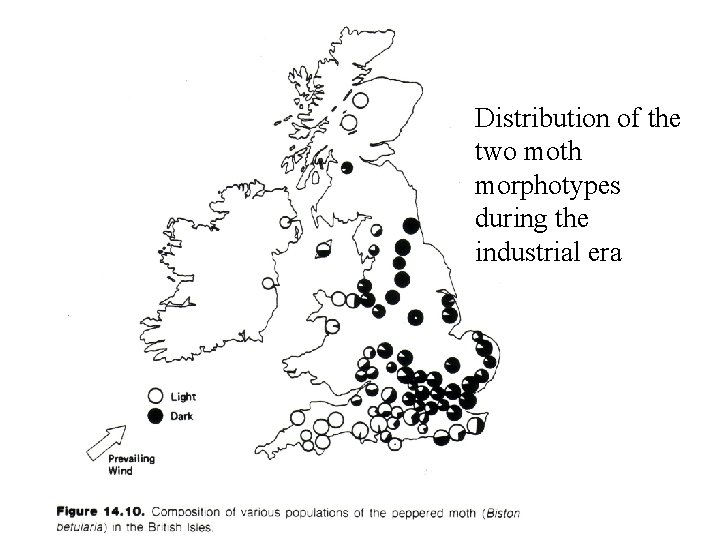 Distribution of the two moth morphotypes during the industrial era Distribution of the two moth morphotypes during the industrial era