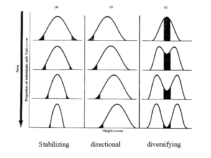 • Stabilizing directional diversifying • Stabilizing directional diversifying