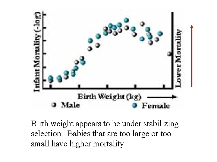 • Birth weight appears to be under stabilizing selection. Babies that are too • Birth weight appears to be under stabilizing selection. Babies that are too