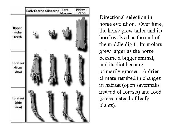 Directional selection in horse evolution. Over time, the horse grew taller and its hoof Directional selection in horse evolution. Over time, the horse grew taller and its hoof