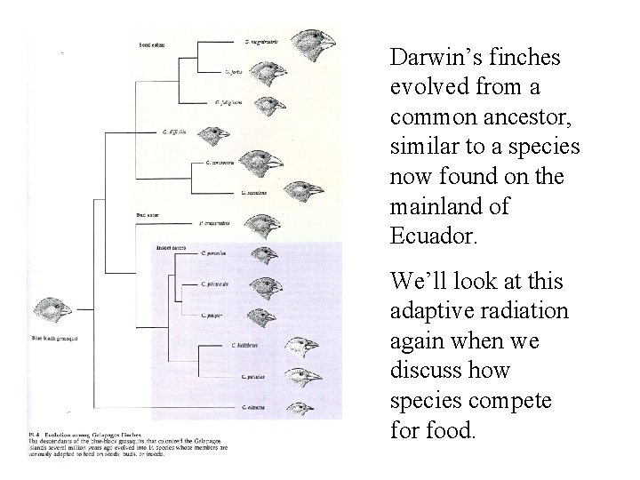 Darwin’s finches evolved from a common ancestor, similar to a species now found on Darwin’s finches evolved from a common ancestor, similar to a species now found on