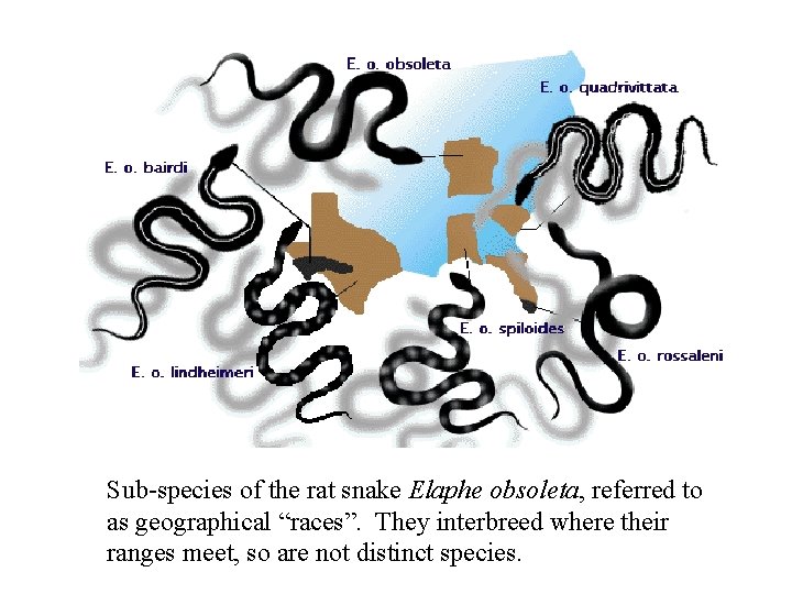 Sub-species of the rat snake Elaphe obsoleta, referred to as geographical “races”. They interbreed Sub-species of the rat snake Elaphe obsoleta, referred to as geographical “races”. They interbreed