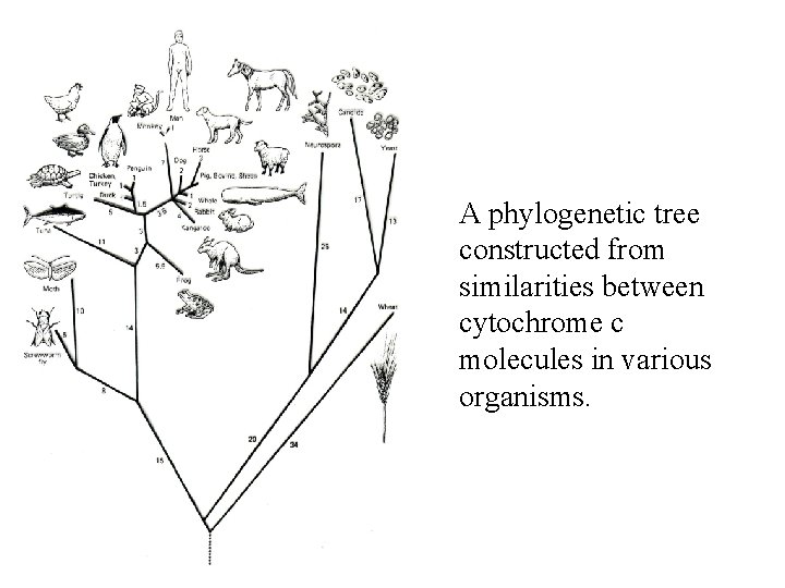 A phylogenetic tree constructed from similarities between cytochrome c molecules in various organisms. A phylogenetic tree constructed from similarities between cytochrome c molecules in various organisms.