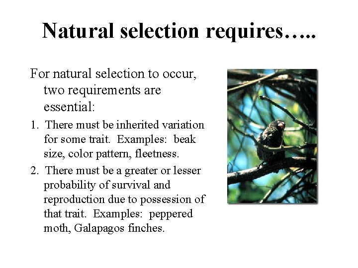 Natural selection requires…. . For natural selection to occur, two requirements are essential: 1. Natural selection requires…. . For natural selection to occur, two requirements are essential: 1.