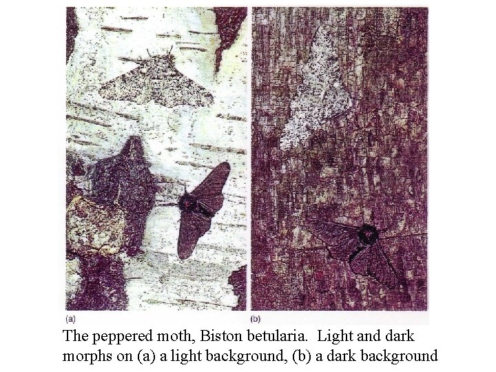 The peppered moth, Biston betularia. Light and dark morphs on (a) a light background, The peppered moth, Biston betularia. Light and dark morphs on (a) a light background,