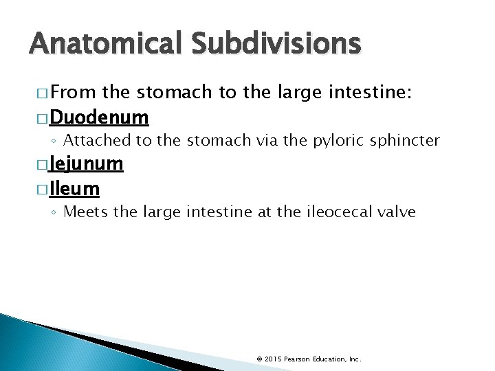 Anatomical Subdivisions � From the stomach to the large intestine: � Duodenum ◦ Attached