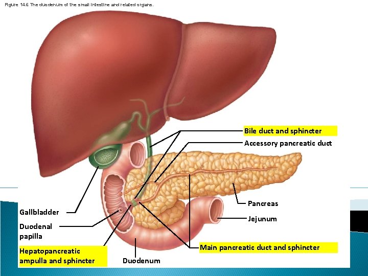 Figure 14. 6 The duodenum of the small intestine and related organs. Bile duct