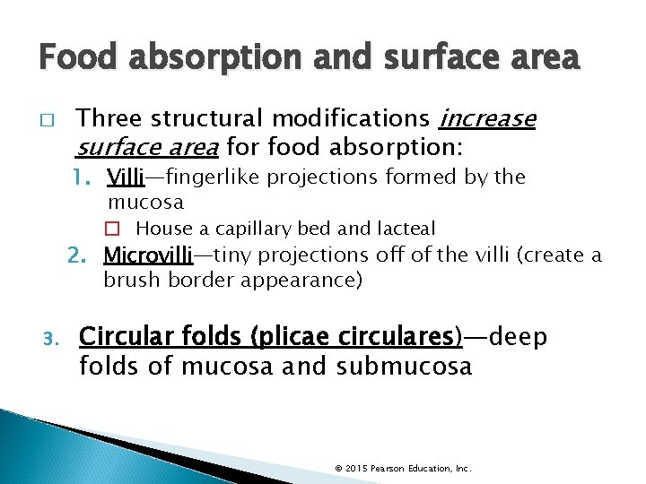 Food absorption and surface area � Three structural modifications increase surface area for food