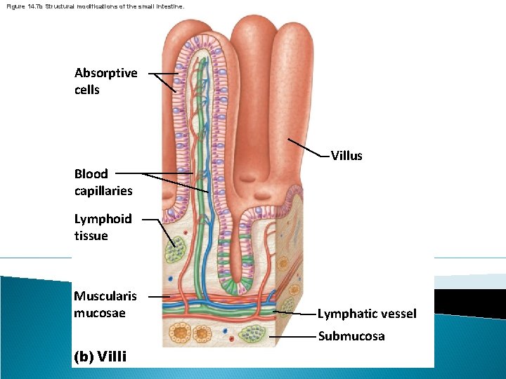 Figure 14. 7 b Structural modifications of the small intestine. Absorptive cells Villus Blood