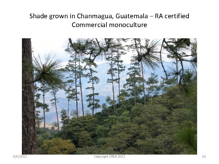 Shade grown in Chanmagua, Guatemala – RA certified Commercial monoculture 6/6/2012 Copyright CREA 2012