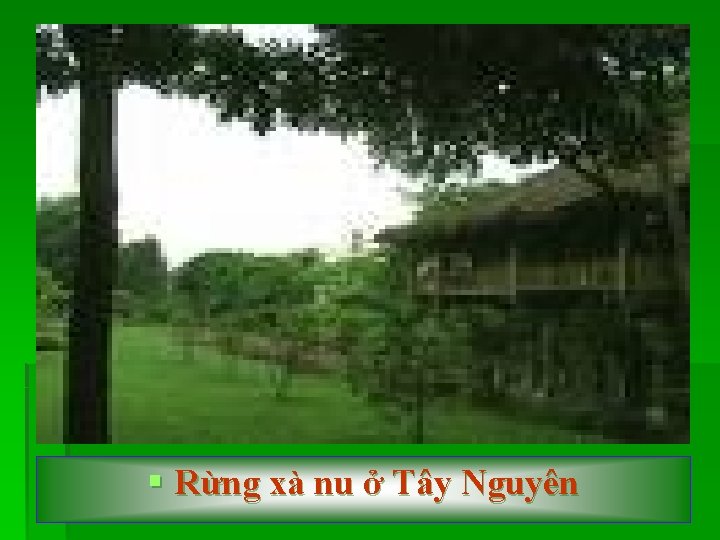 § Rừng xà nu ở Tây Nguyên 