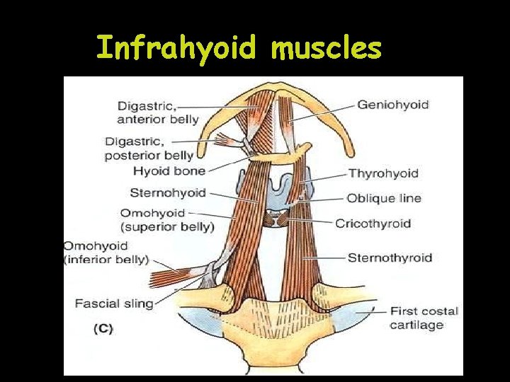 Infrahyoid muscles 