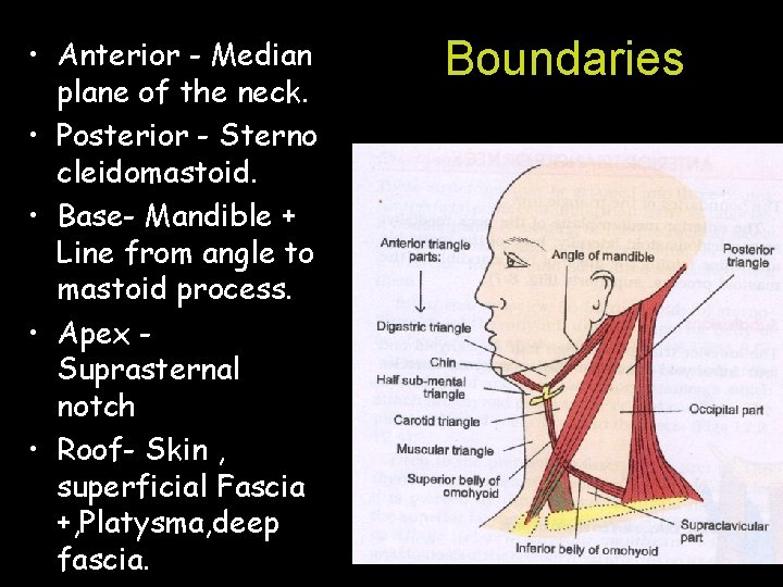  • Anterior - Median plane of the neck. • Posterior - Sterno cleidomastoid.