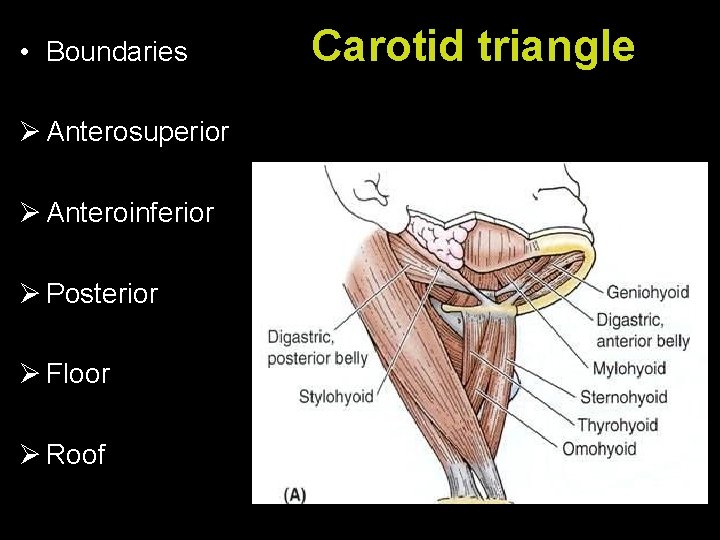  • Boundaries Ø Anterosuperior Ø Anteroinferior Ø Posterior Ø Floor Ø Roof Carotid