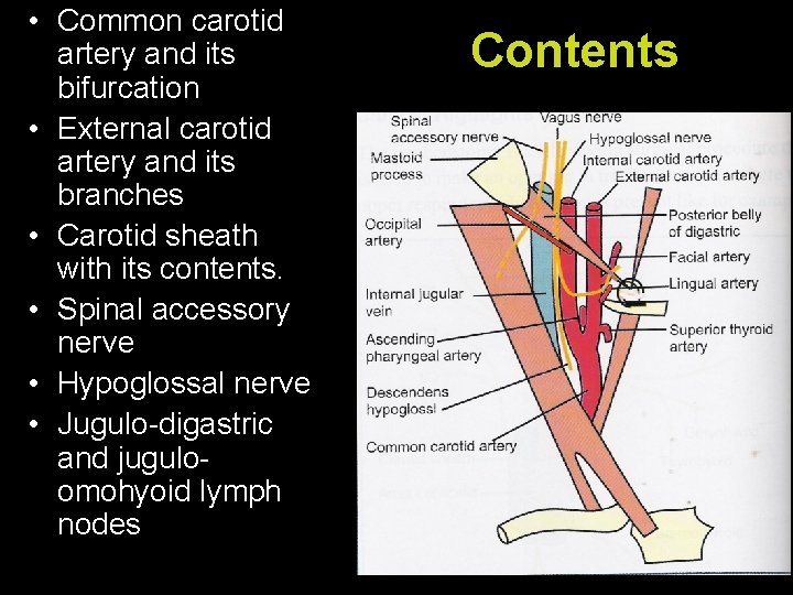  • Common carotid artery and its bifurcation • External carotid artery and its