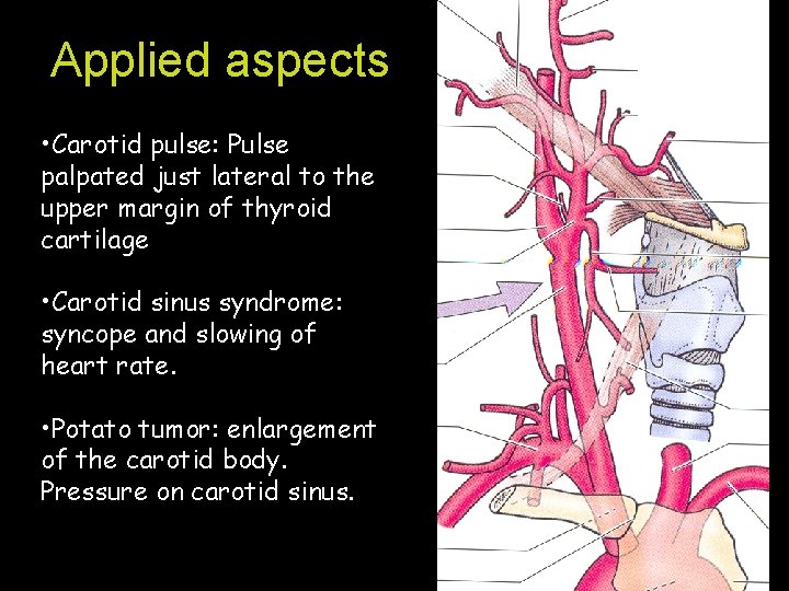 Applied aspects • Carotid pulse: Pulse palpated just lateral to the upper margin of