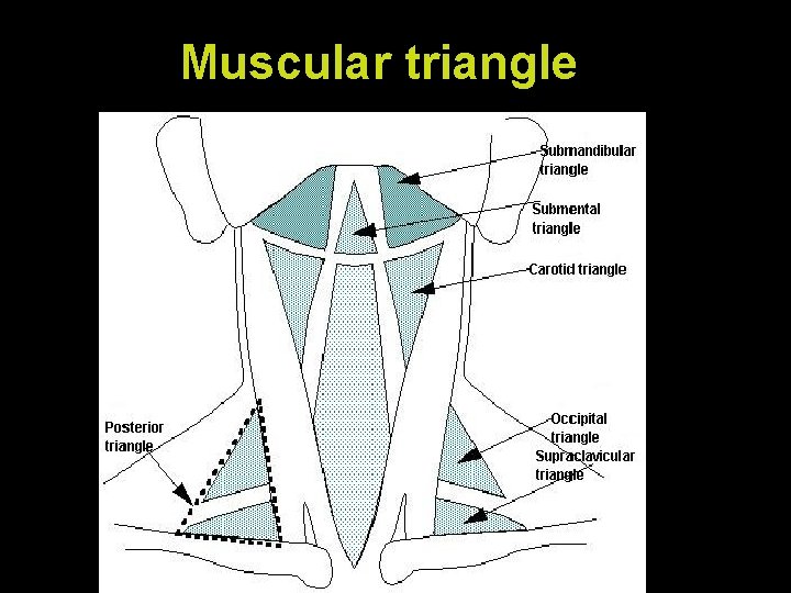 Muscular triangle 