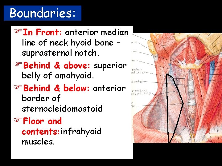 Boundaries: FIn Front: anterior median line of neck hyoid bone – suprasternal notch. FBehind