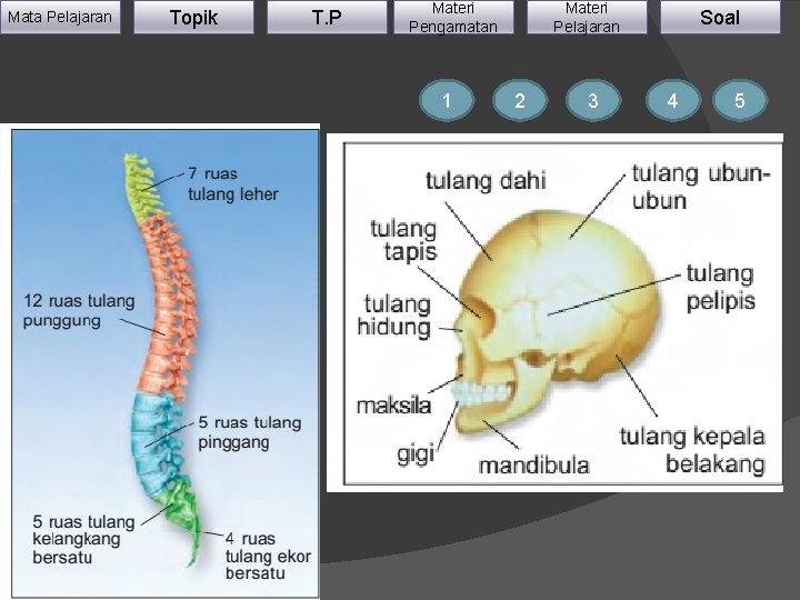 Mata Pelajaran Topik T. P Materi Pengamatan 1 Materi Pelajaran 2 3 Soal 4