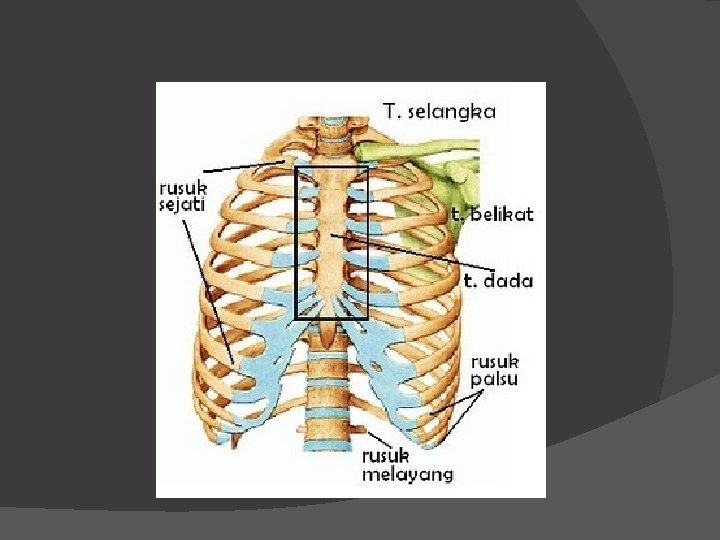 Tujuh pasang tulang rusuk sejati melekat pada tulang dada, yakni pada bagian