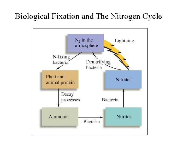 Biological Fixation and The Nitrogen Cycle 