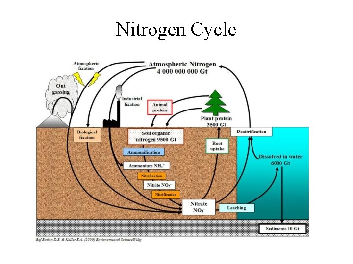 Nitrogen Cycle 