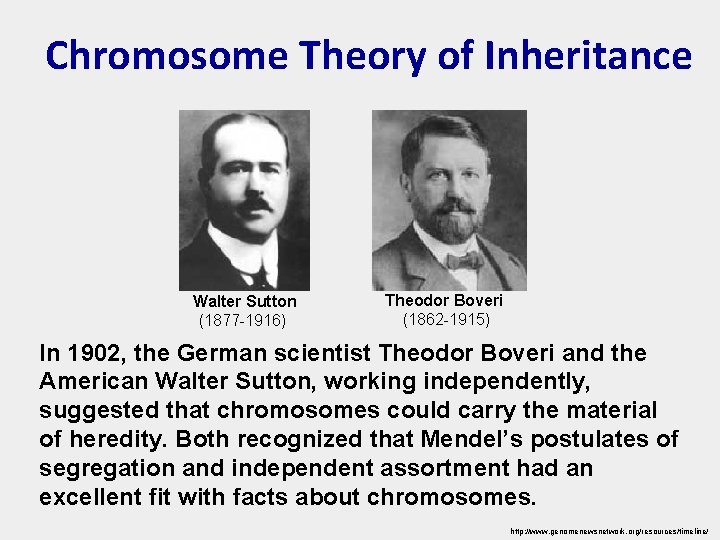 Chromosome Theory of Inheritance Walter Sutton (1877 -1916) Theodor Boveri (1862 -1915) In 1902,